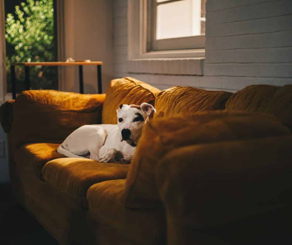 Pet Odor Control image